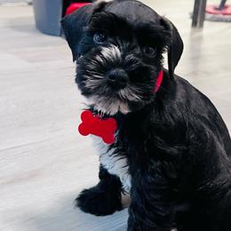 Scar - Black and silver male Miniature Schnauzer puppy in Lehigh Acres, Florida from Regency Schnauzer