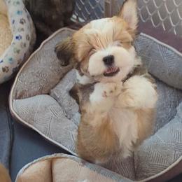 Havanese Puppies from Chaenzo