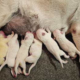 Red - Yellow male Labrador Retriever puppy in Lititz, Pennsylvania from R&M Labrador Retriever Puppies