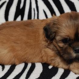 Shih Tzu Puppies from The Shih Zoo