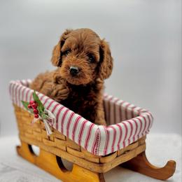 Spice - Red female Cavapoo puppy in La Vernia, Texas from Texas Teddy Bears