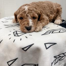 George - Apricot male Poodle puppy in Saint George, Utah from Oodles of Poodles