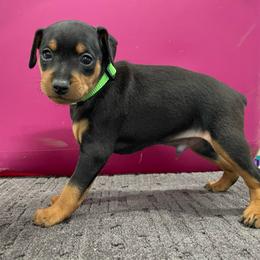 Panda - Black and rust male Miniature Pinscher puppy in Lancaster, Missouri from White Stone Ranch