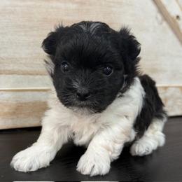 Cavapoo and Coton de Tulear Puppies from Big Gulch Puppies