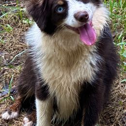 Gus - Toy Australian Shepherd