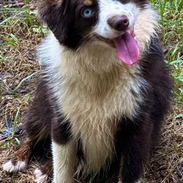 Gus - Toy Australian Shepherd