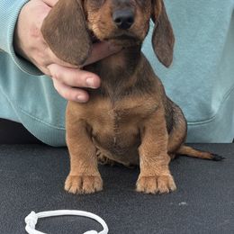 Dachshund Puppies from Passport Dachshunds