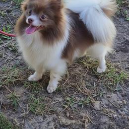 Princess Tiana 4 pounds - Chocolate parti female Pomeranian puppy in Naples, Florida from Puppies Forever 💙❤️🐶