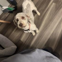 Oakley - Brown and white female Bernedoodle puppy in Malvern, Arkansas from Cove Creek Companions