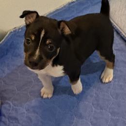 TL - Black white and tan male Rat Terrier puppy in Savoy, Texas from Rockin EZ Rat Terriers
