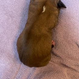 Kelsea Ballerini - Fawn female Boxer puppy in Willard, North Carolina from Boone’s Boxers of North Carolina