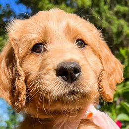 Rose - Red  Goldendoodle puppy in Amery, Wisconsin from Cornerstone Kennels