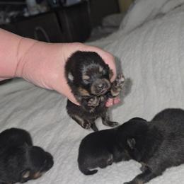 Dior - Black and tan female Pomeranian puppy in Angleton, Texas from Pomeranian Palace, LLC