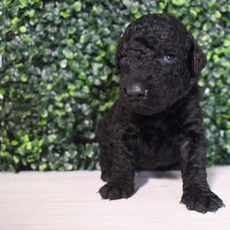 Fern - Black male Curly-Coated Retriever puppy in Venice, Florida from Seaside kennels