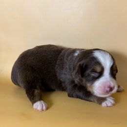 Boy 4 - Red tri male Miniature Australian Shepherd puppy in Hokes Bluff, Alabama from Alegria Toy Aussies