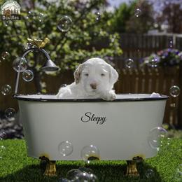 Sleepy - Chalk male Australian Labradoodle puppy in Cashmere, Washington from Mountain Home Doodles