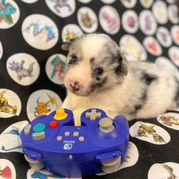 Vapor - Cardigan Welsh Corgi puppy in Quinlan, Texas from Fable Cardigan Welsh Corgis