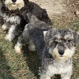 American Corgis, Dachshunds, Miniature Schnauzers, and Pembroke Welsh Corgis from Johnson Family Corgis and more
