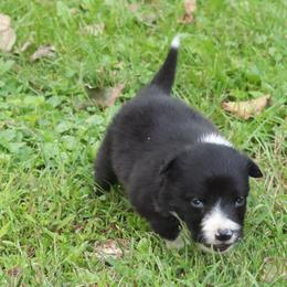 Girl 4 - Black and white female Border Collie puppy in Tiskilwa, Illinois from First Harmony Farms