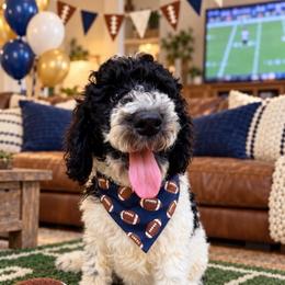 Porter - Parti male Goldendoodle puppy in Macclenny, Florida from Baker County Goldendoodles