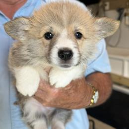 Green Collar Male - Sable male Pembroke Welsh Corgi puppy in Victoria, Texas from Clear Creek Corgis