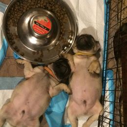 Pug Puppies from Dixie Pugs of Tn