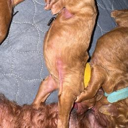 Boy 3 - Apricot male Poodle puppy in Milan, Tennessee from Twin Oak Goldendoodles