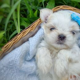 Companion Cross, Havanese, Mal-Shi, Maltese, Maltipoo, Morkie, and Shih Tzu Puppies from Seeking Shalom Acres Maltese, Maltipoos & Havamalts