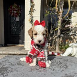 Girl 1 - Parti female Goldendoodle puppy in San Diego, California from Goldendoodles & Poodles of San Diego