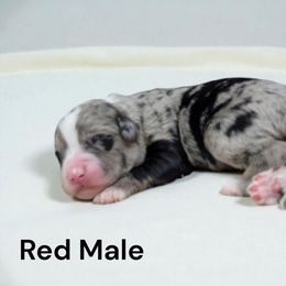 Red - Blue merle and white male Sheepadoodle puppy in Seaman, Ohio from Ohio Valley Sheepadoodles