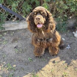 Bear - Cocker Spaniel