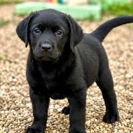 Navy - Black female Labrador Retriever puppy in Baldwin City, Kansas from Hedge Lane Labradors