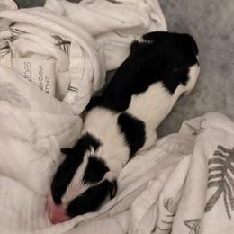 Girl 1 - Black and white female Border Collie puppy in Marion, Virginia from Vista Trails Border Collies