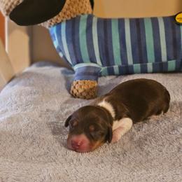 Chocolate and Tan Piebald - Piebald male Dachshund puppy in Trade, Tennessee from TN Miniature Dachshunds & Basset Hounds