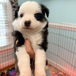 Patch - Black tri male Miniature Australian Shepherd puppy in Midlothian, Virginia from Scearce breeders