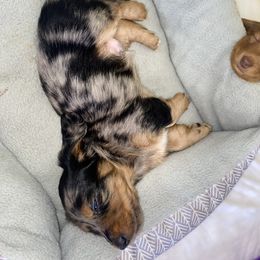 Dachshund All Grown Up from Briana's Dachshunds