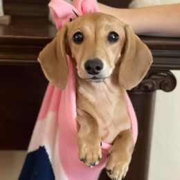 Daisy - Dachshund