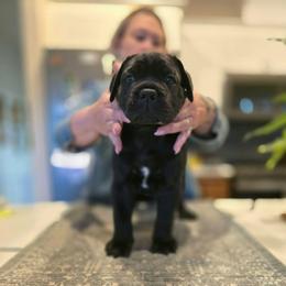 Green collar - Black female Cane Corso puppy in Springfield, Oregon from PNW Cane Corsos