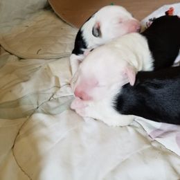 Old English Sheepdog Puppies from Stargazer OES