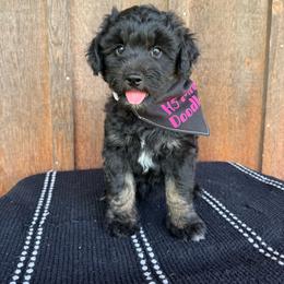 Sporty - Black and white female Aussiedoodle puppy in Eastland, Texas from H5 Mini Doodles