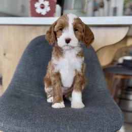 Juniper - Red  female Goldendoodle puppy in St George, Utah from Doodle Bears of Southern Utah