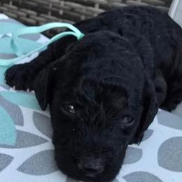 Princess Ebony Red Rosa - Black female Poodle puppy in Woodbridge, Virginia from Rosa Red Standard Poodles