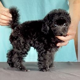 Barney AKC Champion Sired Show Potential - Black male Poodle puppy in Jacksonville, Alabama from Abounding Poodles