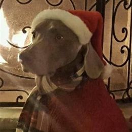 Bulldogs and Weimaraners from Peaksview