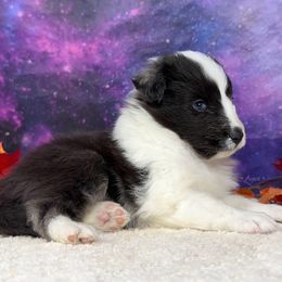 Muse - Blue merle and white female Shetland Sheepdog puppy in Elk, Washington from Asgard Shetland Sheepdogs