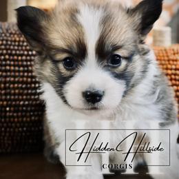 Sable Fluff Girl 2 Docked Tail - Sable female Pembroke Welsh Corgi puppy in Locust Grove, Oklahoma from Hidden Hillsides Corgis