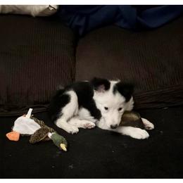 Border Collie Puppies from Cahill’s Canines