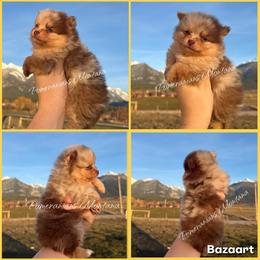 AKC Holly - Chocolate merle female Pomeranian puppy in Saint Ignatius, Montana from Pomeranians Montana