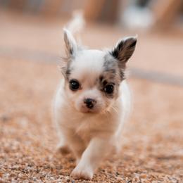 Chihuahua Puppies from Arizona Adventure Chihuahuas