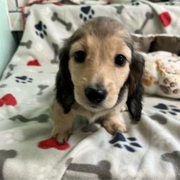 Green - Cream female Dachshund puppy in Cumby, Texas from Dog Daze Ranch